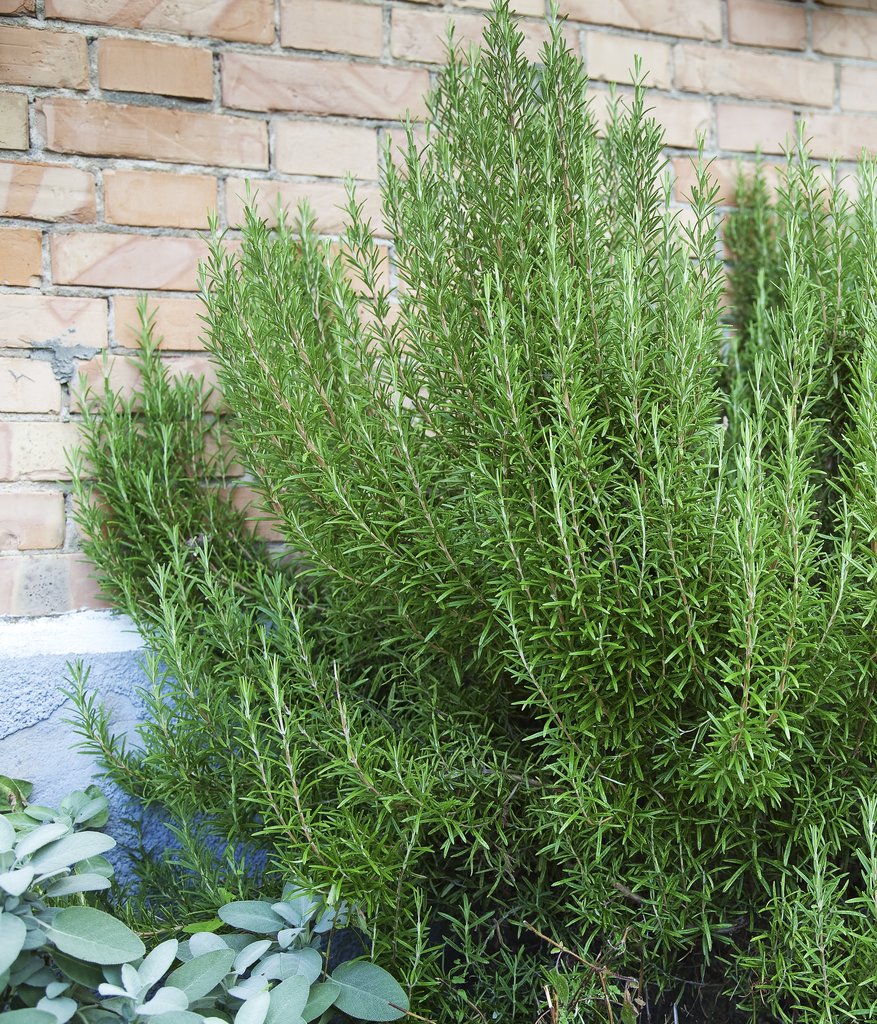 Romarin Rosmarinus Officinalis Erige La Serre O Delices