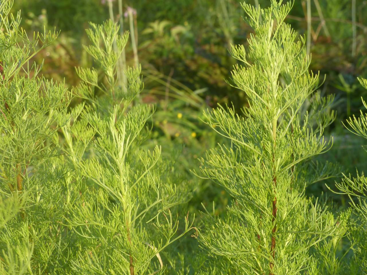 Aurone Citronnelle Artemisia Abrotanum Cola La Serre O Delices Aurone Citronnelle Artemisia Abrotanum Cola La Serre O Delices